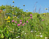 Flowers blowing in the wind